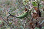 Yellow unicorn-plant